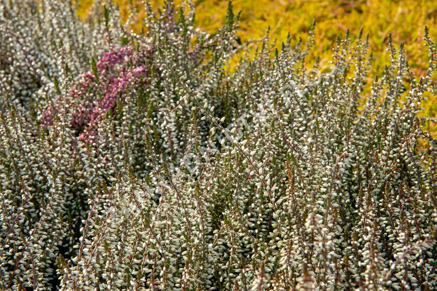 Vřes obecný 'Weisse Lena' (Garden girls®) - Calluna vulgaris 'Weisse Lena' (Garden girls®)