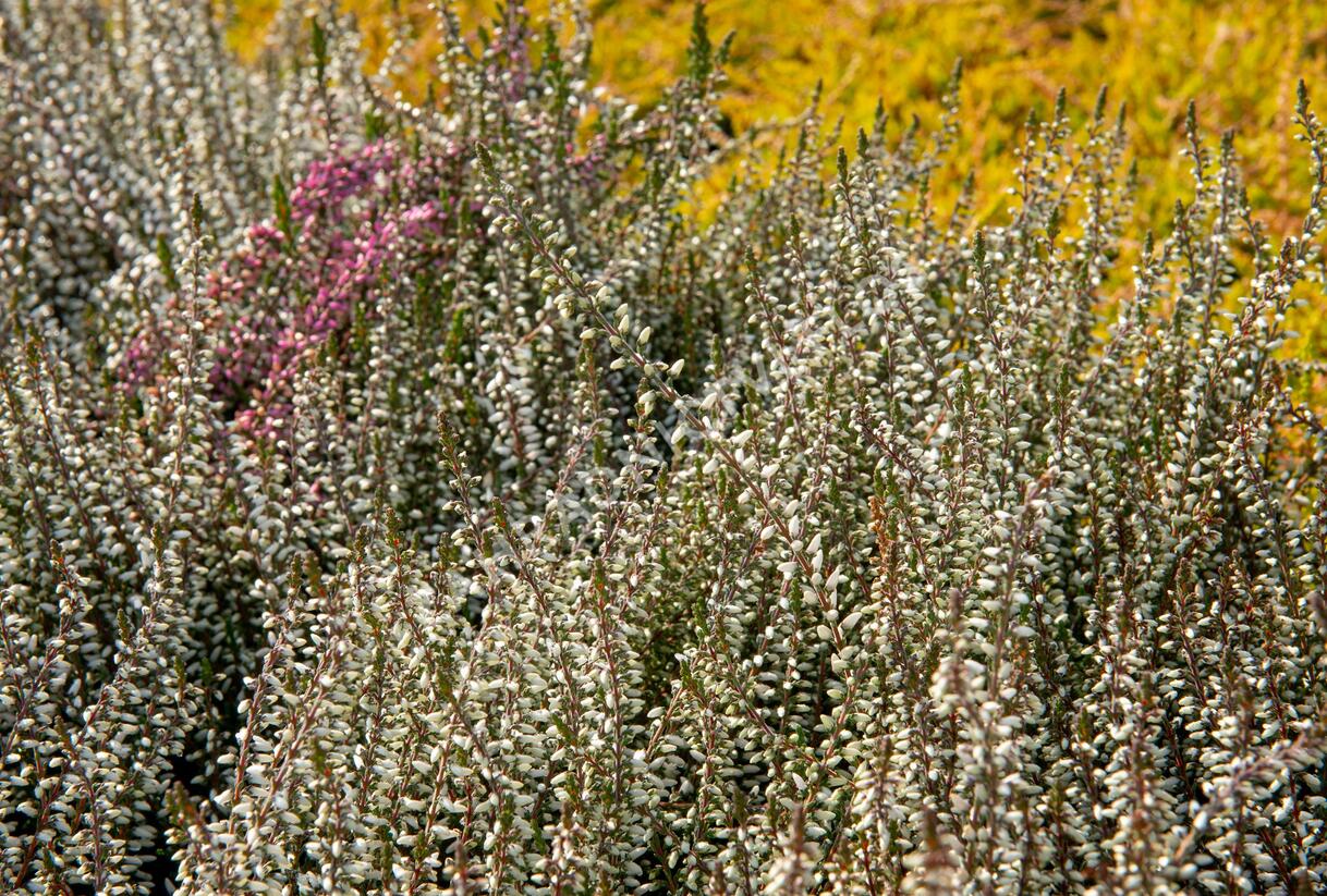 Vřes obecný 'Weisse Lena' (Garden girls®) - Calluna vulgaris 'Weisse Lena' (Garden girls®)