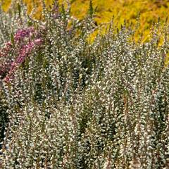 Vřes obecný 'Weisse Lena' (Garden girls®) - Calluna vulgaris 'Weisse Lena' (Garden girls®)