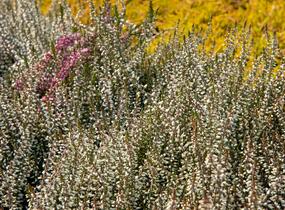 Vřes obecný 'Weisse Lena' (Garden girls®) - Calluna vulgaris 'Weisse Lena' (Garden girls®)