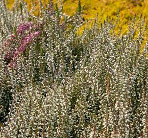 Vřes obecný 'Weisse Lena' (Garden girls®) - Calluna vulgaris 'Weisse Lena' (Garden girls®)