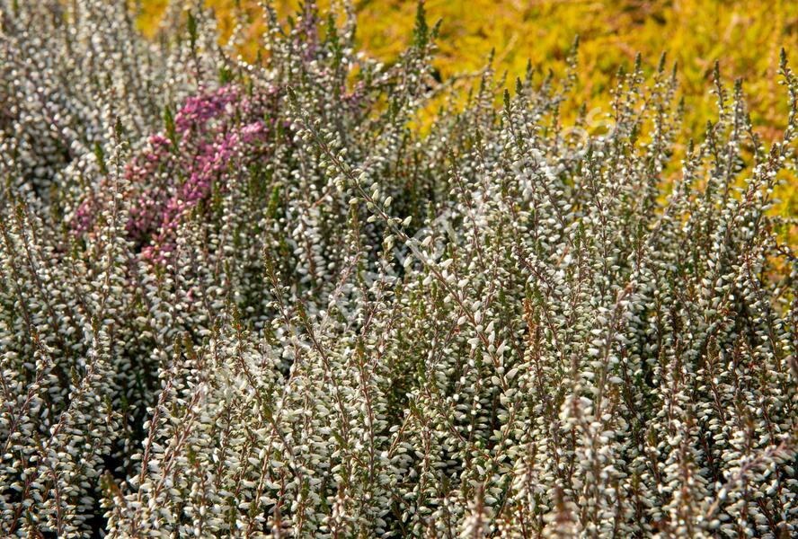Vřes obecný 'Weisse Lena' (Garden girls®) - Calluna vulgaris 'Weisse Lena' (Garden girls®)