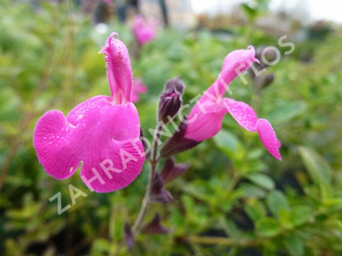 Mydlice bazalkovitá 'Jabora' - Saponaria ocymoides 'Jabora'