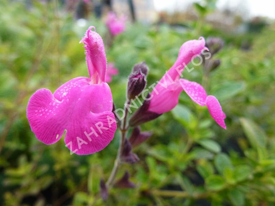 Mydlice bazalkovitá 'Jabora' - Saponaria ocymoides 'Jabora'