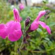 Mydlice bazalkovitá 'Jabora' - Saponaria ocymoides 'Jabora'