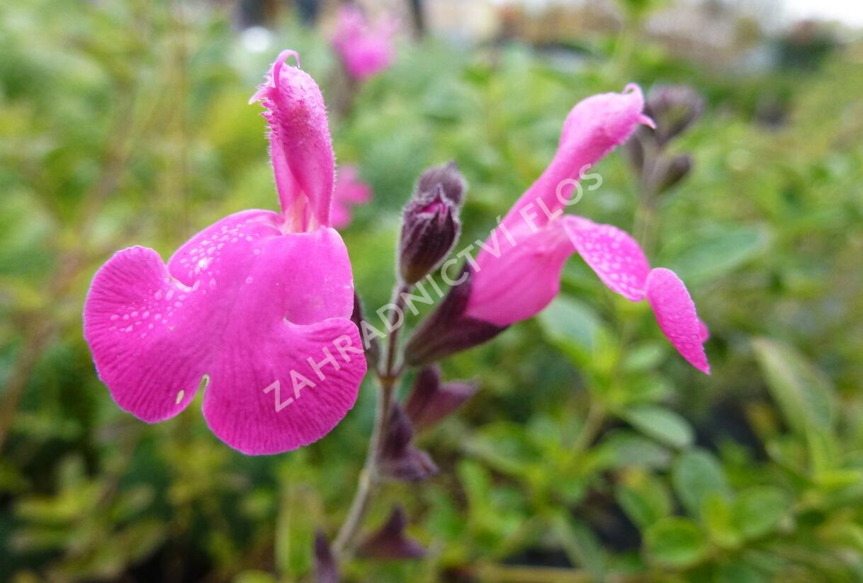 Mydlice bazalkovitá 'Jabora' - Saponaria ocymoides 'Jabora'