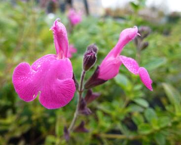 Mydlice bazalkovitá 'Jabora'