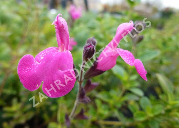 Mydlice bazalkovitá 'Jabora' - Saponaria ocymoides 'Jabora'