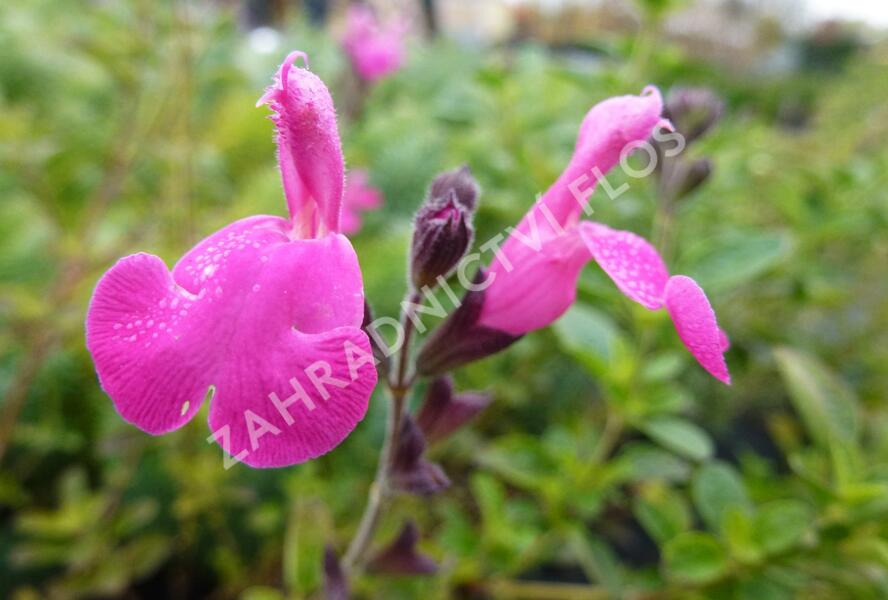 Mydlice bazalkovitá 'Jabora' - Saponaria ocymoides 'Jabora'