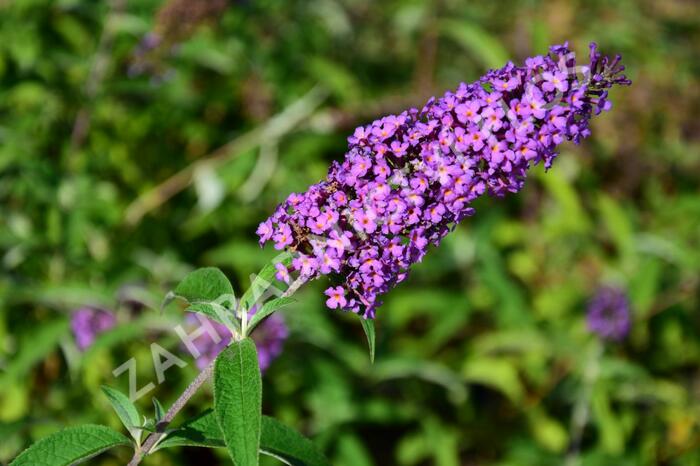 Motýlí keř, Komule Davidova 'Ile de France' - Buddleja davidii 'Ile de France'