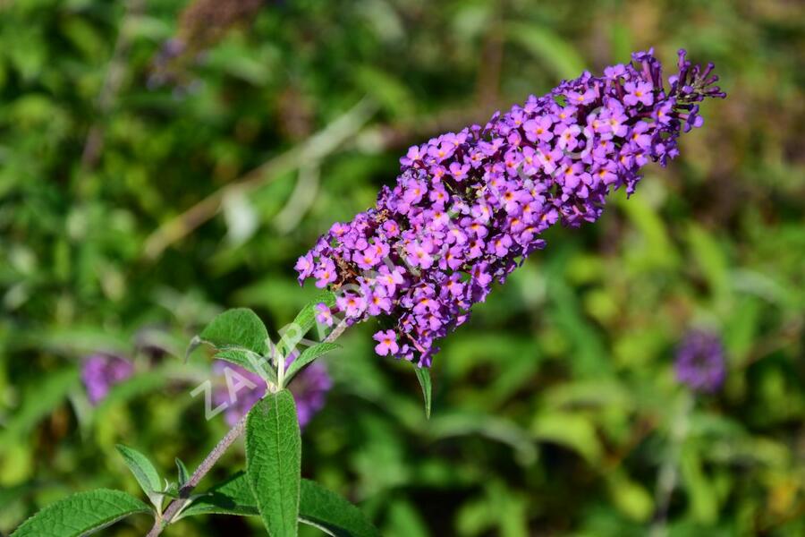 Motýlí keř, Komule Davidova 'Ile de France' - Buddleja davidii 'Ile de France'