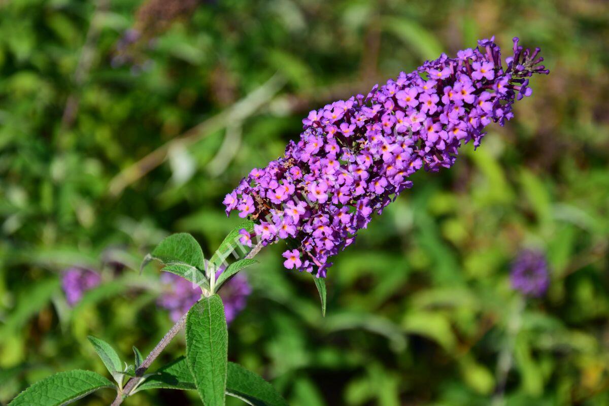 Motýlí keř, Komule Davidova 'Ile de France' - Buddleja davidii 'Ile de France'