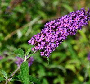 Motýlí keř, Komule Davidova 'Ile de France' - Buddleja davidii 'Ile de France'