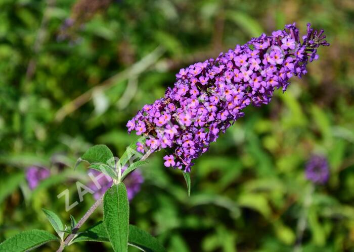 Motýlí keř, Komule Davidova 'Ile de France' - Buddleia davidii 'Ile de France'