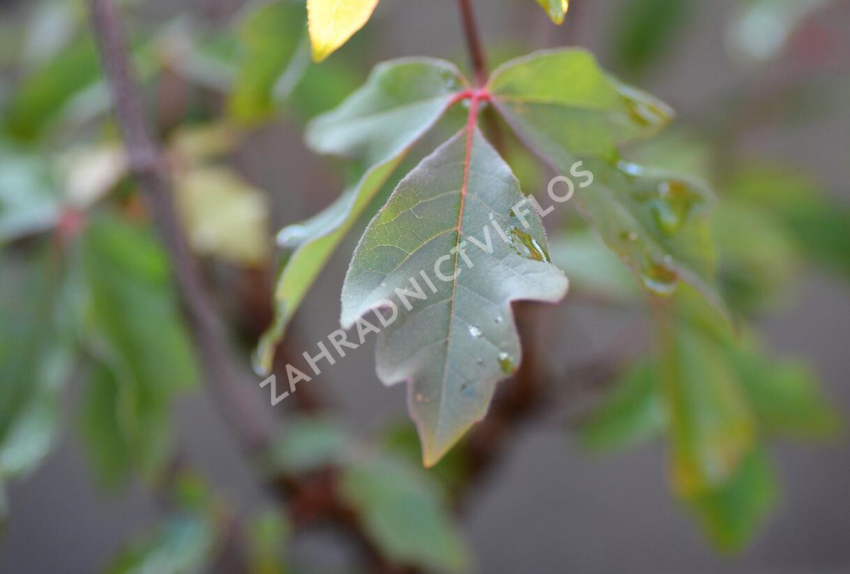 Javor šedý - Acer griseum