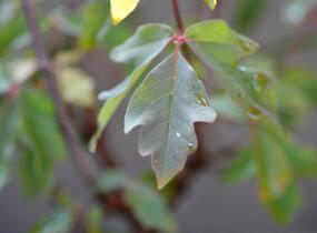 Javor šedý - Acer griseum