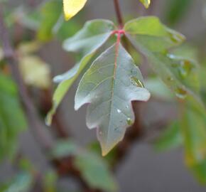 Javor šedý - Acer griseum