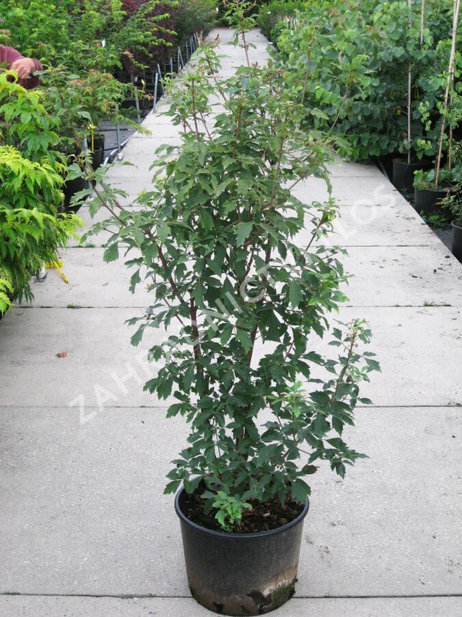 Javor šedý - Acer griseum