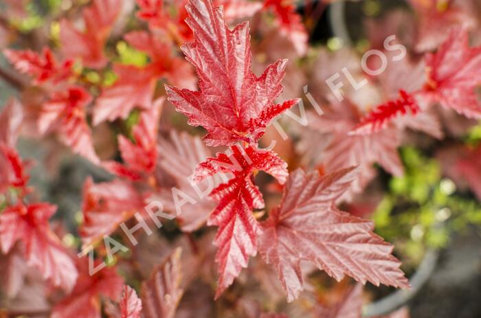 Tavola kalinolistá 'Lady in Red' - Physocarpus opulifolius 'Lady in Red'