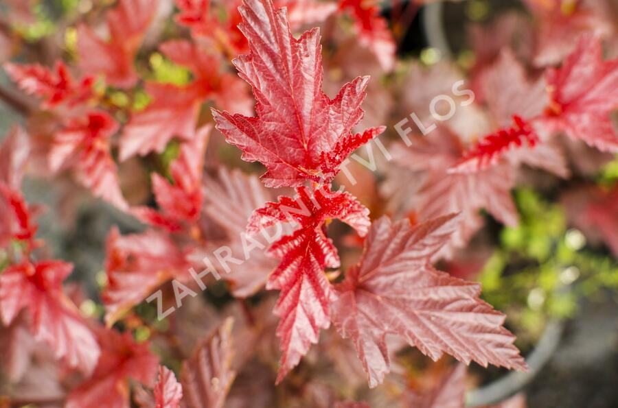 Tavola kalinolistá 'Lady in Red' - Physocarpus opulifolius 'Lady in Red'