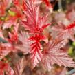 Tavola kalinolistá 'Lady in Red' - Physocarpus opulifolius 'Lady in Red'