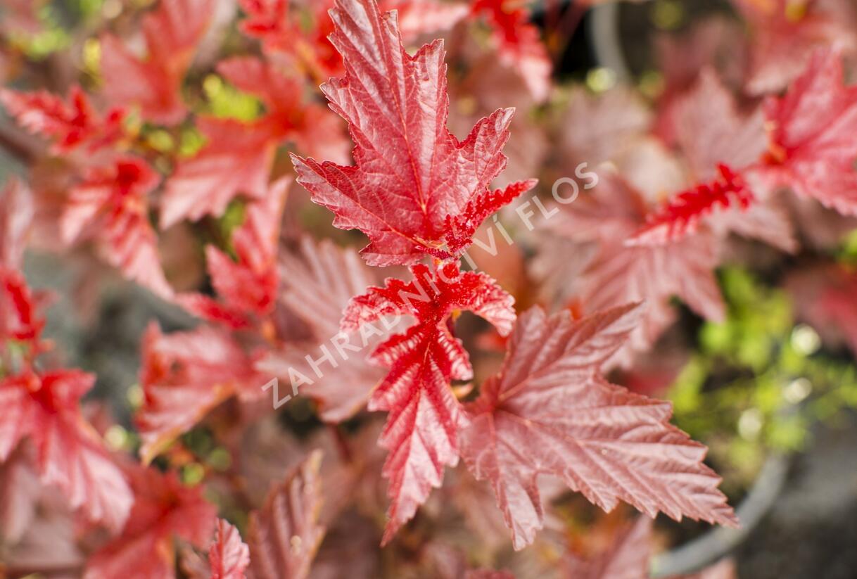 Tavola kalinolistá 'Lady in Red' - Physocarpus opulifolius 'Lady in Red'