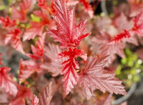 Tavola kalinolistá 'Lady in Red' - Physocarpus opulifolius 'Lady in Red'