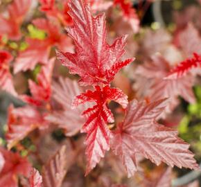 Tavola kalinolistá 'Lady in Red' - Physocarpus opulifolius 'Lady in Red'