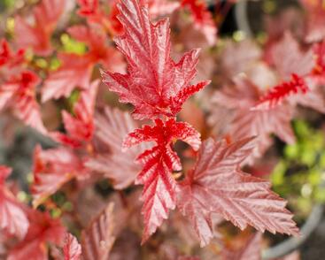 Tavola kalinolistá 'Lady in Red'