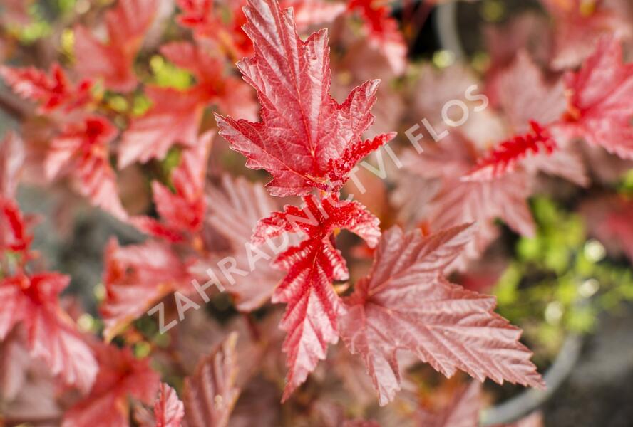 Tavola kalinolistá 'Lady in Red' - Physocarpus opulifolius 'Lady in Red'