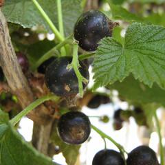 Rybíz černý 'Titania' - Ribes nigrum 'Titania'