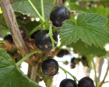 Rybíz černý 'Titania'