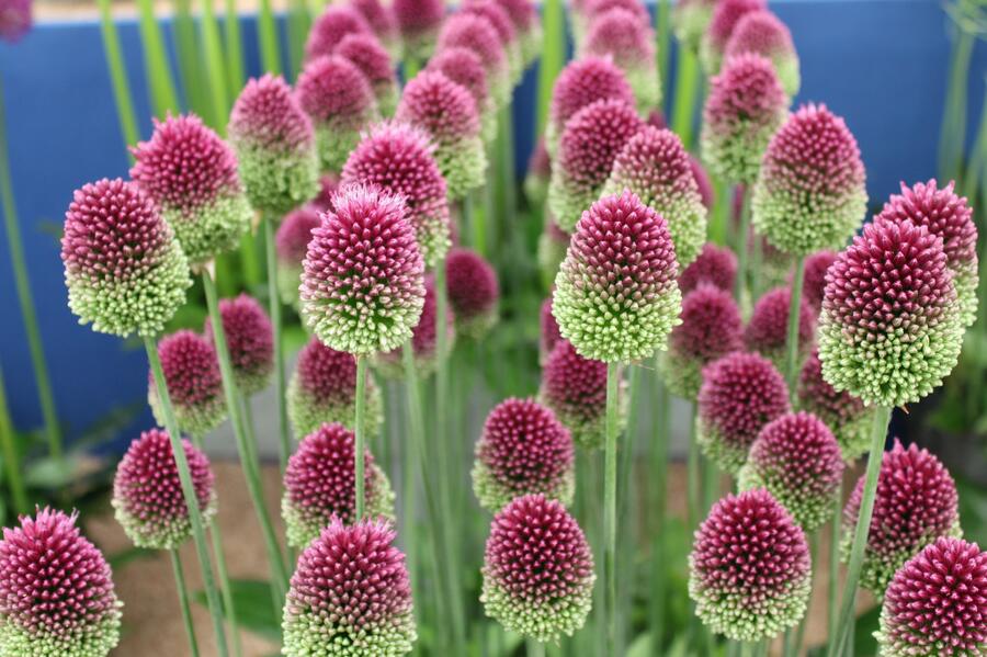 Okrasný česnek kulatohlavý - Allium sphaerocephalon