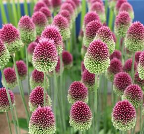 Česnek kulatohlavý - Allium sphaerocephalon
