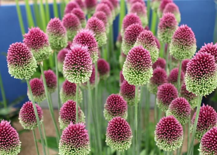 Okrasný česnek kulatohlavý - Allium sphaerocephalon