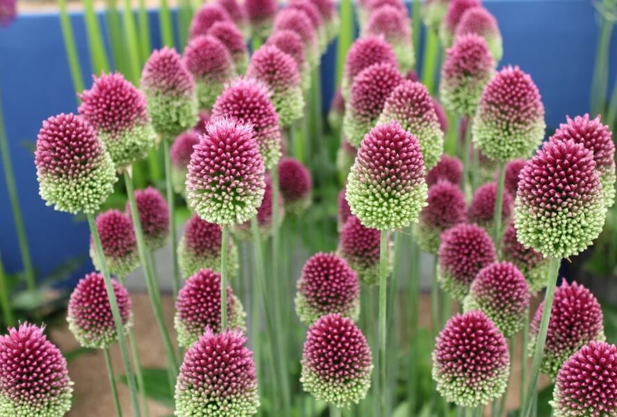 Česnek kulatohlavý - Allium sphaerocephalon