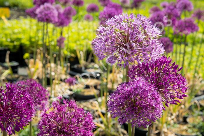 Okrasný česnek aflatunský 'Purple Sensation' - Allium aflatunense 'Purple Sensation'