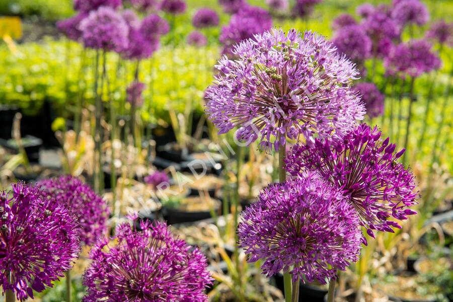 Česnek aflatunský 'Purple Sensation' - Allium aflatunense 'Purple Sensation'