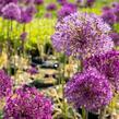 Česnek aflatunský 'Purple Sensation' - Allium aflatunense 'Purple Sensation'