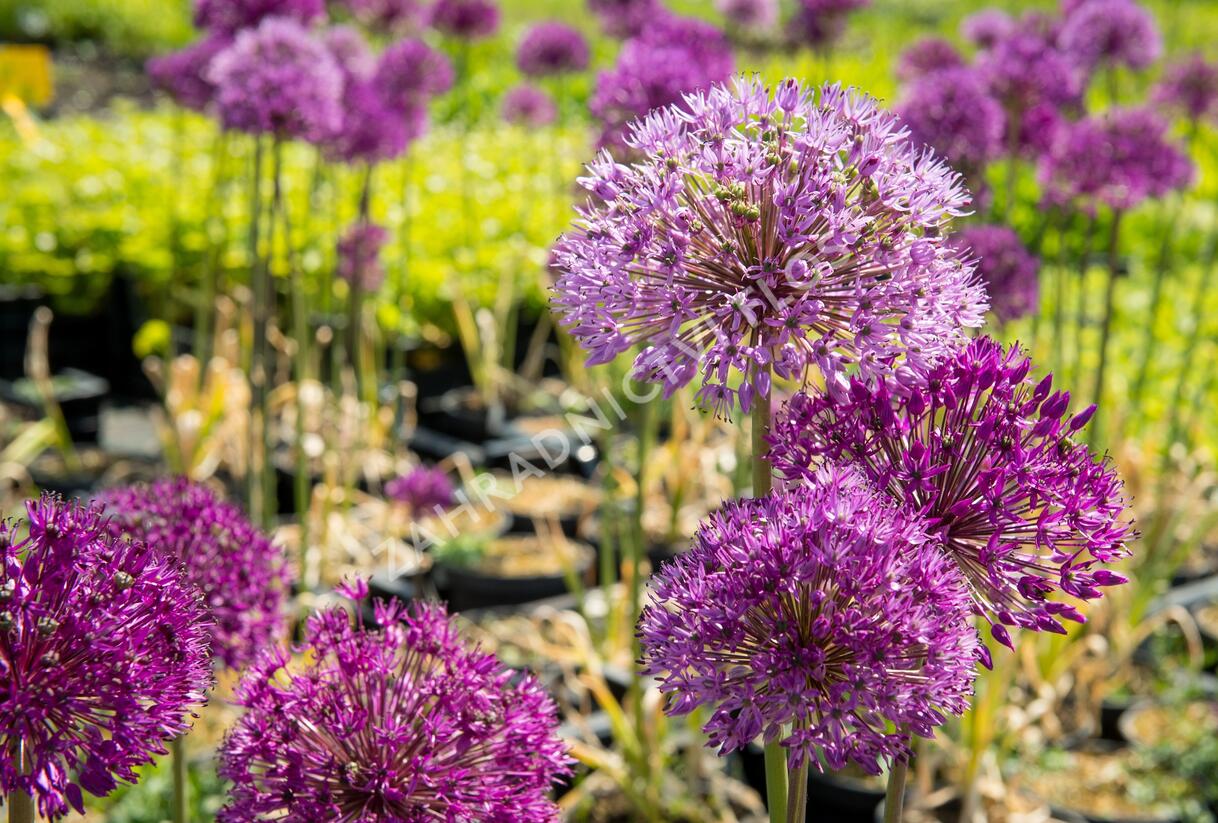 Česnek aflatunský 'Purple Sensation' - Allium aflatunense 'Purple Sensation'