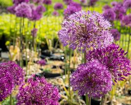 Česnek aflatunský 'Purple Sensation'