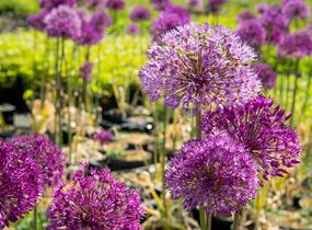 Česnek aflatunský 'Purple Sensation' - Allium aflatunense 'Purple Sensation'