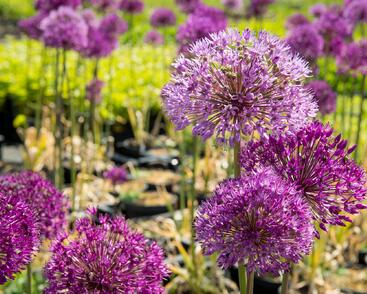 Česnek aflatunský 'Purple Sensation'