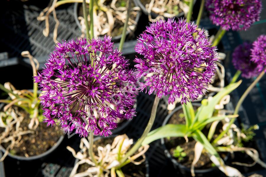 Okrasný česnek aflatunský 'Purple Sensation' - Allium aflatunense 'Purple Sensation'