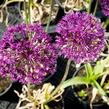 Česnek aflatunský 'Purple Sensation' - Allium aflatunense 'Purple Sensation'