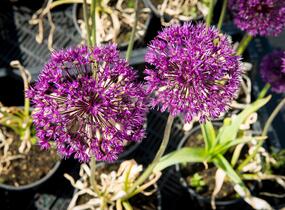 Česnek aflatunský 'Purple Sensation' - Allium aflatunense 'Purple Sensation'