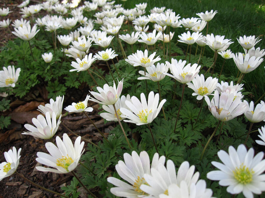 Sasanka vábná 'White Splendour' - Anemone blanda 'White Splendour'