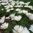 Sasanka vábná 'White Splendour' - Anemone blanda 'White Splendour'