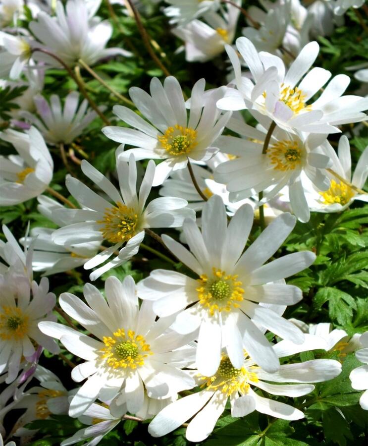 Sasanka vábná 'White Splendour' - Anemone blanda 'White Splendour'