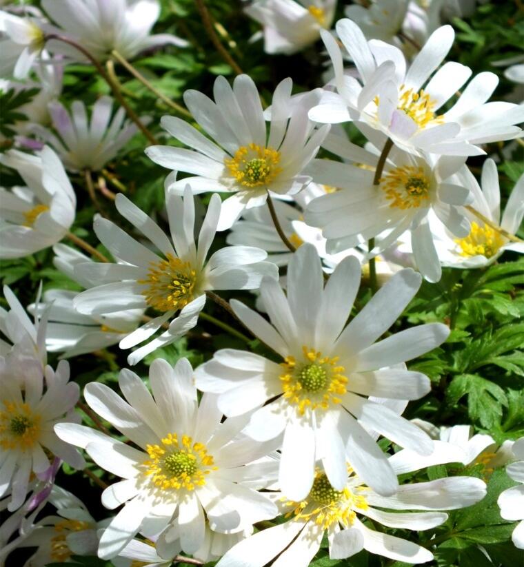 Sasanka vábná 'White Splendour' - Anemone blanda 'White Splendour'